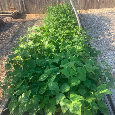 Growing Green Beans