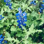 Planting Bluebonnets In Texas