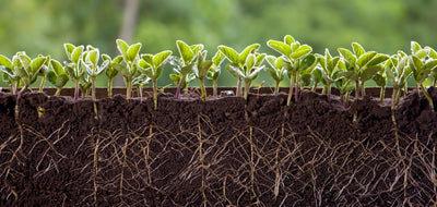 Soil Testing