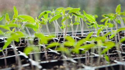 Tips for Starting Seeds Indoors