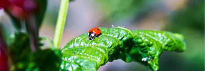 Deter Garden Pests