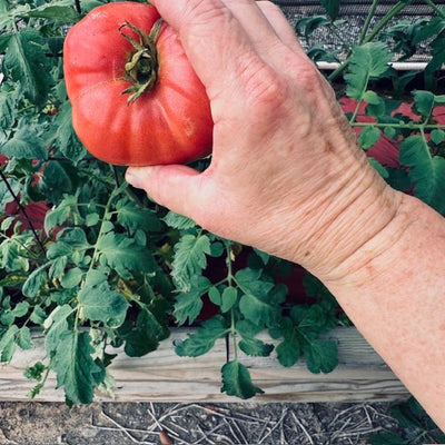 Growing Tomatoes