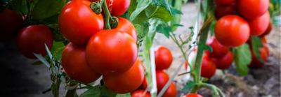 Tomato Companion Planting