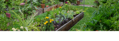 Tips on Planting And Growing Vegetables