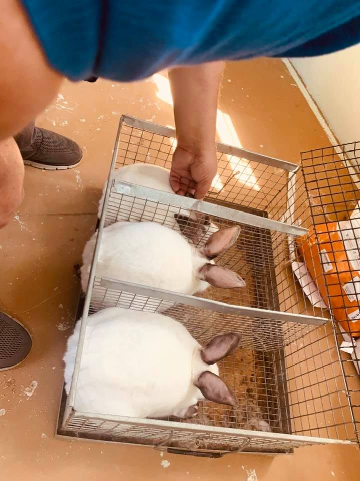 Rabbit Manure Makes A Great Garden Fertilizer – David's Garden Seeds®