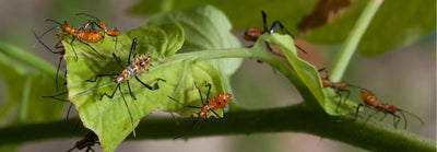 Garden Insect Pests