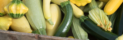 Planting and Growing Summer Squash