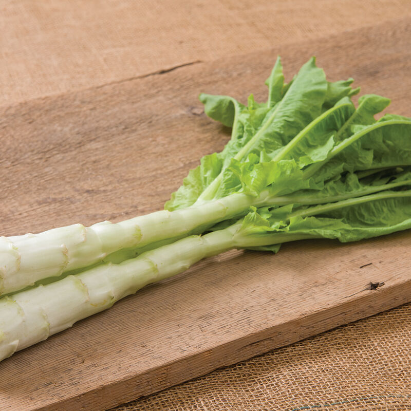 Celtuce is an original Chinese vegetable which is a cross between celery and lettuce.  It is usually called Chinese Lettuce.  Great for stir fries.  Also a great green for Fall production.