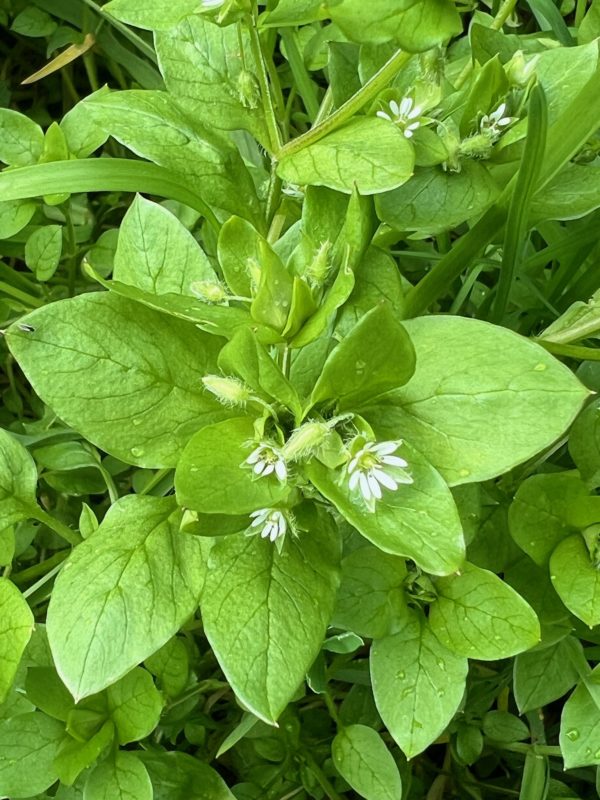 Spreading ground cover native to all temperate zones, as far north as the Arctic.  Succulent, green leaves dotted upon maturity with white flowers to a height of 13 inches.