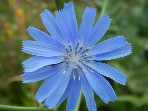 Native to Europe, North Africa, Asia. &nbsp;  Herbaceous perennial flowering light blue to a height of 3 feet.  Plant prefers gravel, dry waysides or waste places.