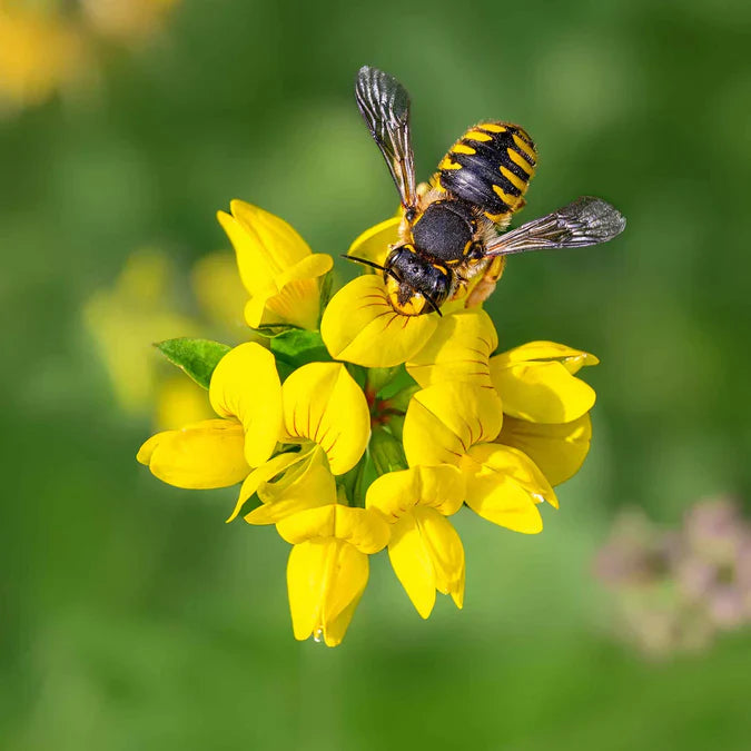 Cheery, yellow pea-like blooms brighten up any wildflower meadow