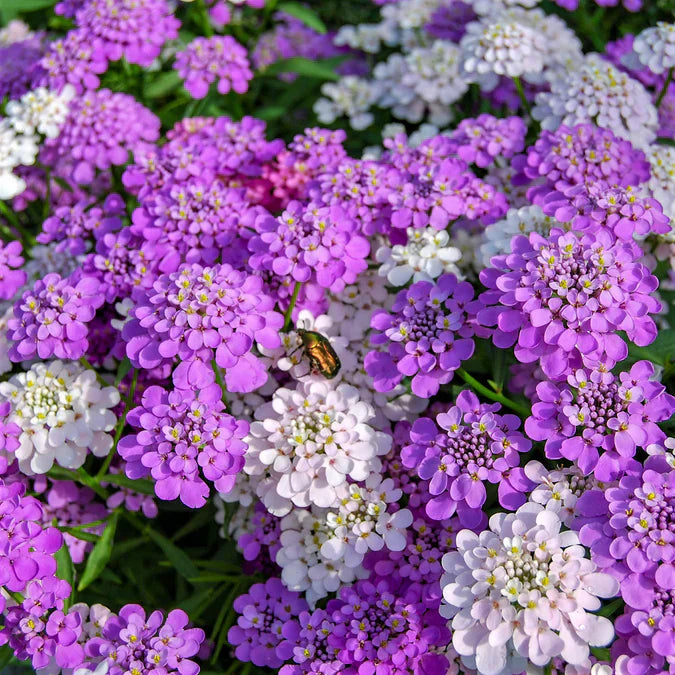 A beautiful mix of Candytuft is the perfect choice if you like them all! Candytuft is a versatile garden favorite,