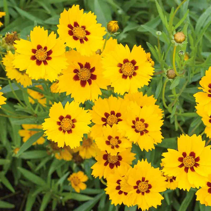 No prairie scene is complete without a sea of these wonderfully wild yellow, red, and bi-colored coreopsis blooms. A perennial, coreopsis seeds grow to be one to three feet high.