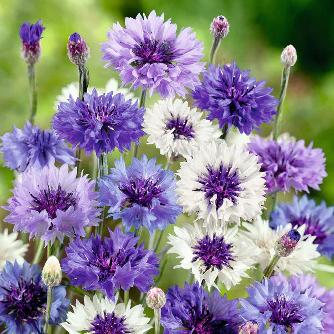 The annual cornflower is a great choice for gardeners.  These fully double flowers have petite 1 1/2 inch blooms and appear like miniature&nbsp;carnations, but they're much easier to grow. 