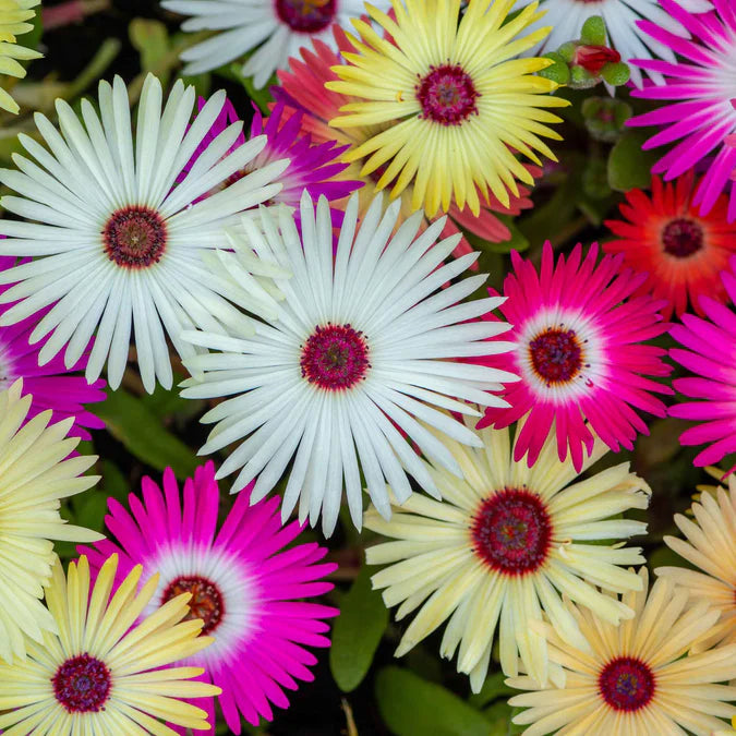 A favorite that will grow in all regions of North America, everyone loves Daisy seeds for their dependable, prolific summer flowers.