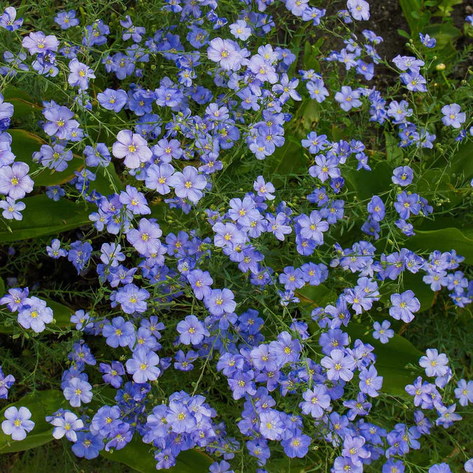 Heirloom flax seeds, which produce cup-shaped annual or perennial flowers, bloom from May to September, generating an abundance of blooms that last one day apiece.