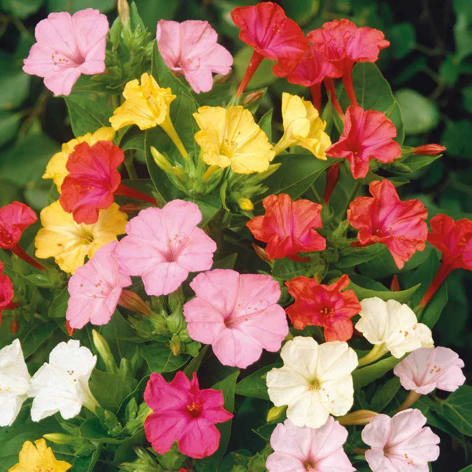 With trumpet shaped blooms atop bushy stems, four o'clock flowers bring unique and showy characteristics to any garden, earning their name for blooming in the late afternoon.