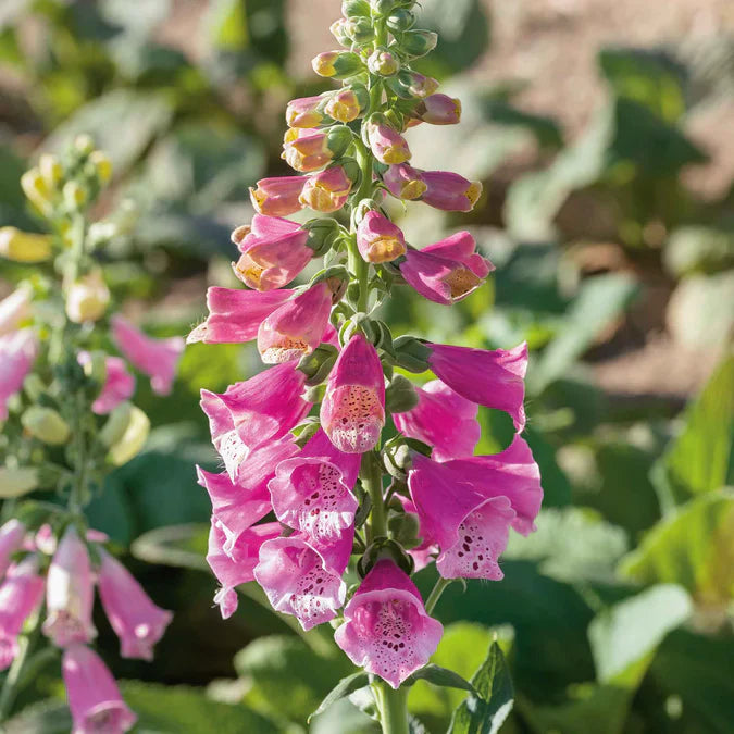 Foxglove is a stunning flower with clustering tubular blossoms, growing in colors of red, white, yellow, pink, and purple and adding a unique beauty to any landscape.