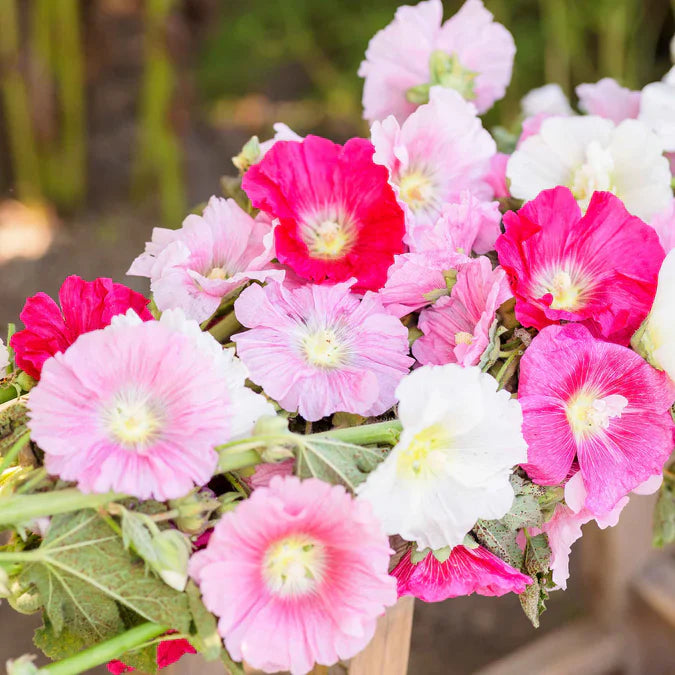 Easily reaching a height of eight feet tall, plant hollyhock seeds in your garden where they will tower with their impressive stalks and beautiful range of colors.