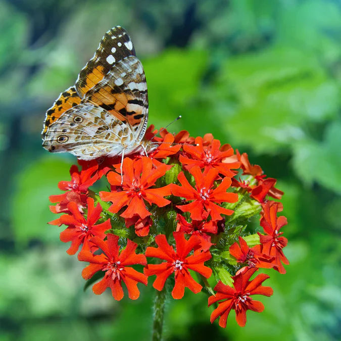 A unique perennial wildflower, Maltese Cross blooms clusters of rose colored flowers atop tall stems.