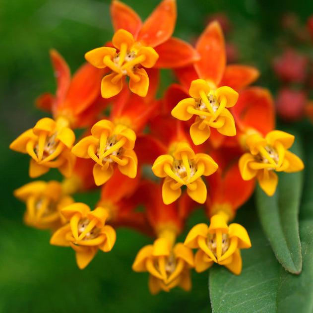 An introduced species of the subtropics that has naturalized throughout North America. Milkweed Tropical is considered an annual, easily started from seed.