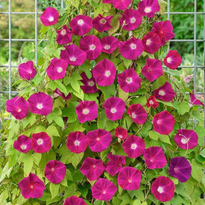 A wildflower native to Mexico and Central America, people have been enchanted with morning glories for all time.