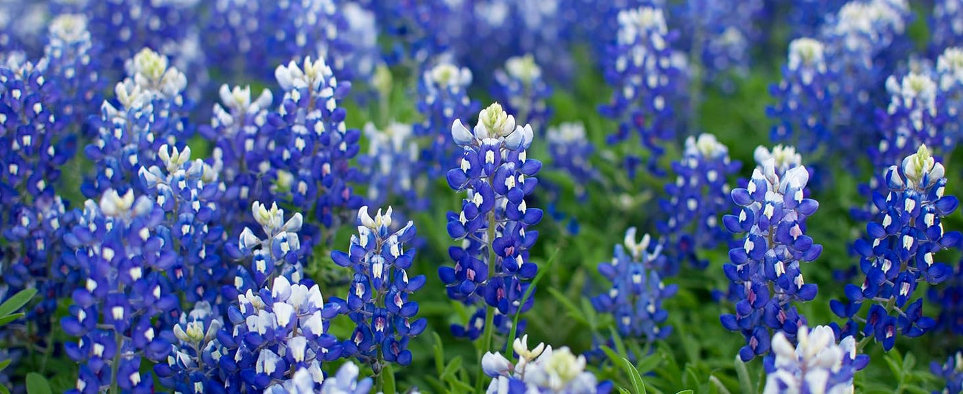 Flower Bluebonnet (4 Colors) Seeds – David's Garden Seeds®