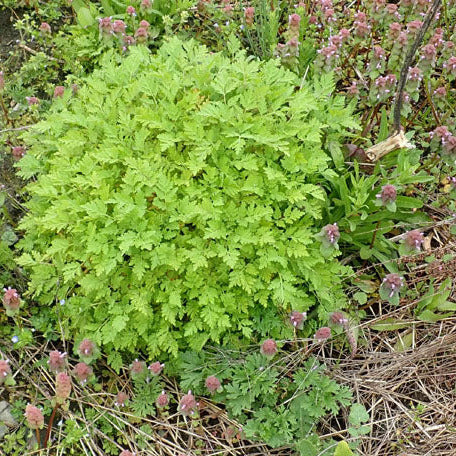 Herb Feverfew