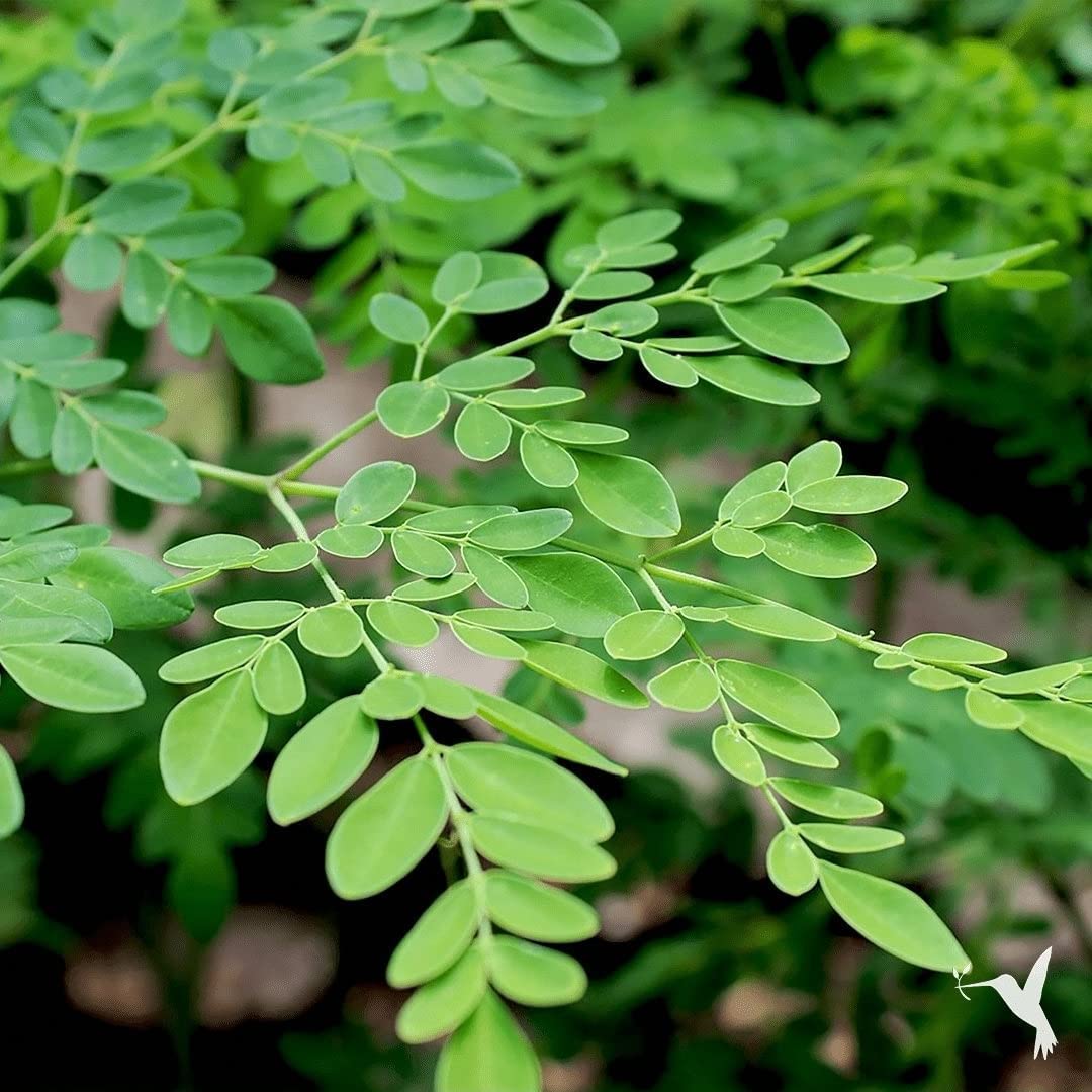 Tree Moringa is a softwood tree that is enjoyed in the landscape for its fragrant white raceme blooms in the spring as a specimen planting, or a tall hedge.