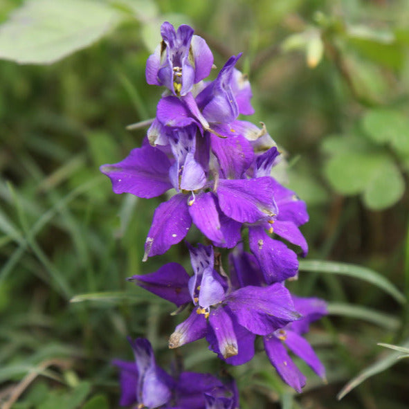 Herb Skullcap