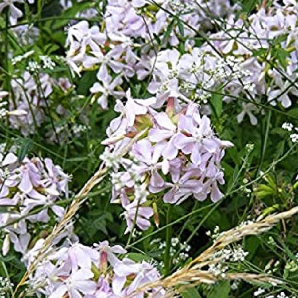 Herb Soapwort is an upright plant with lance-shaped leaves and pretty white/pink flowers.  The Soapwort root is loaded with saponins which can be used as a soap substitute.