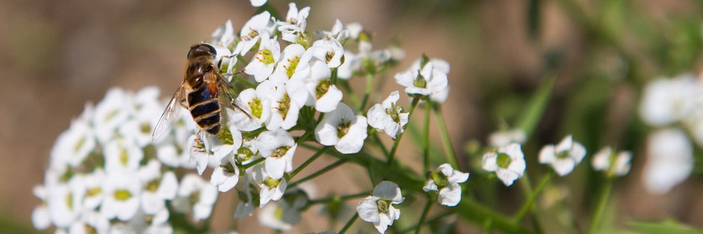 Alyssum is a top choice for beneficial insect plantings in greenhouses, containers, and gardens.