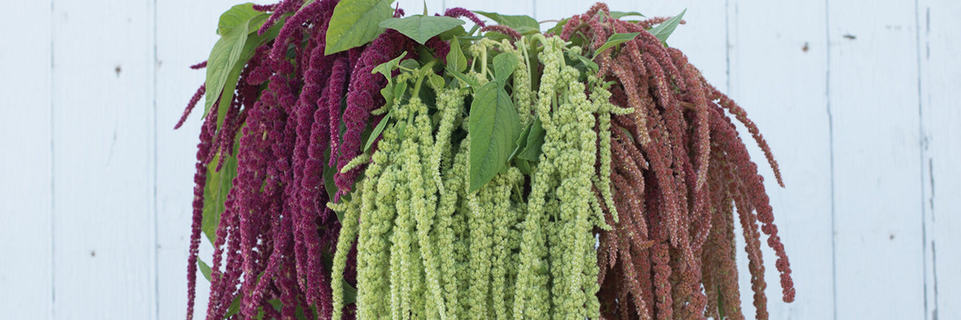 Make a statement with trending coral, lime-green, bronze, and red amaranthus flower varieties.