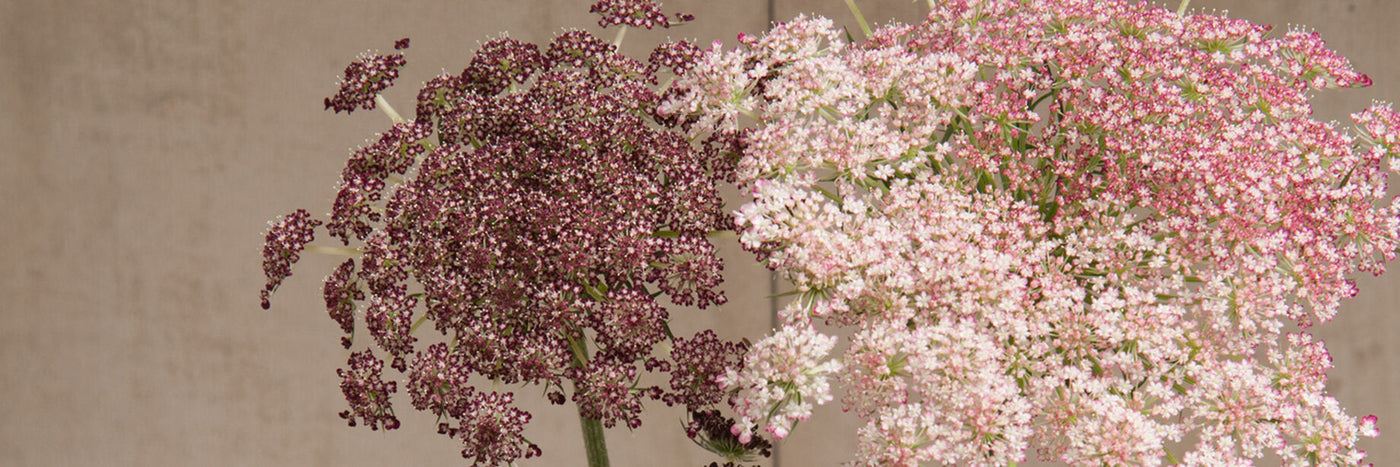 A member of the carrot family, false Queen Anne's lace&nbsp;is an outstanding cut-flower filler with delicate lacy blooms that closely resemble Queen Anne's Lace.