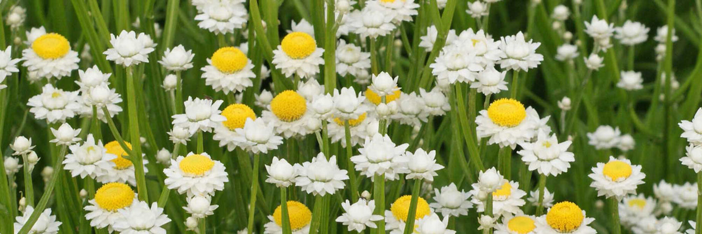 A tender perennial, Ammobium is useful for fresh and dried flower production. 