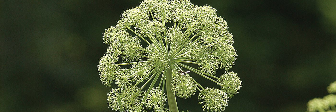   Medicinal plant with striking blooms.  Large, lobed leaves and thick, hollow stems. Leaves and stalks have sweet flavor.