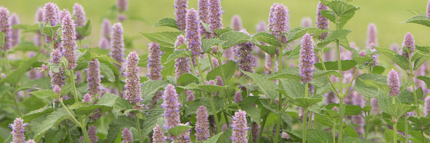 Sow anise hyssop seeds and enjoy its deliciously aromatic foliage and sweet, licorice-mint flavor.  Anise hyssop (Agastache foeniculum) is a popular bedding plant and edible flower.