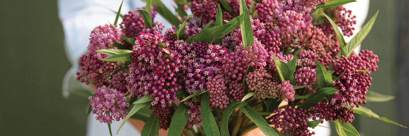 Whether you call it Asclepias, butterfly weed, or milkweed, we can all agree it’s a beautiful, well-loved flower.