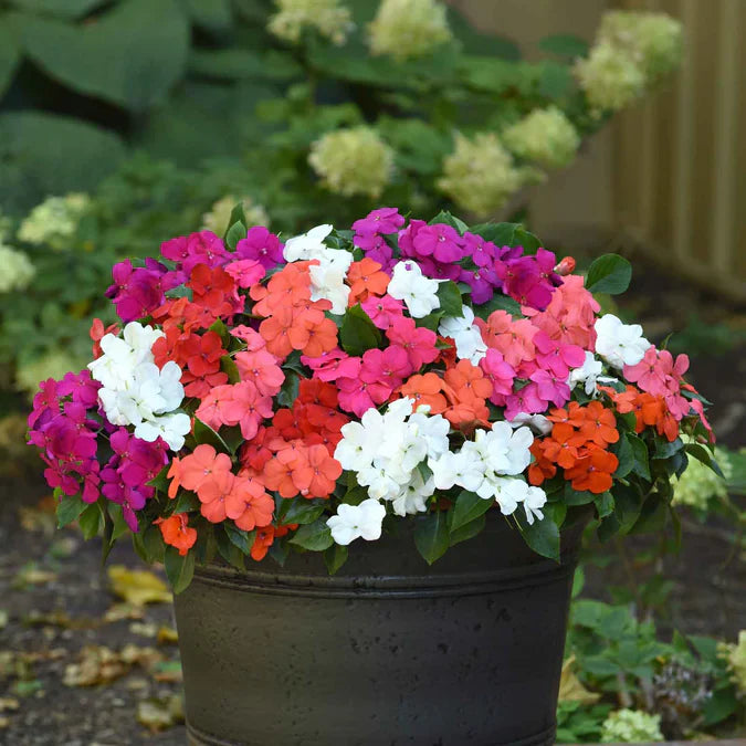 A favorite of summer gardens, balsam is an annual plant with unique, colorful blooms. 