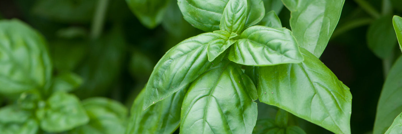 David's Garden Seeds offers a line of basil varieties featuring diverse flavors, colors and disease-resistance packages.