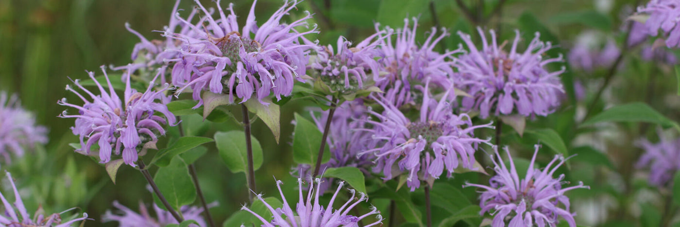 Traditionally used by Indigenous Americans to soothe bronchial complaints and ease colds.  Plants produce flowers in the second year after planting.