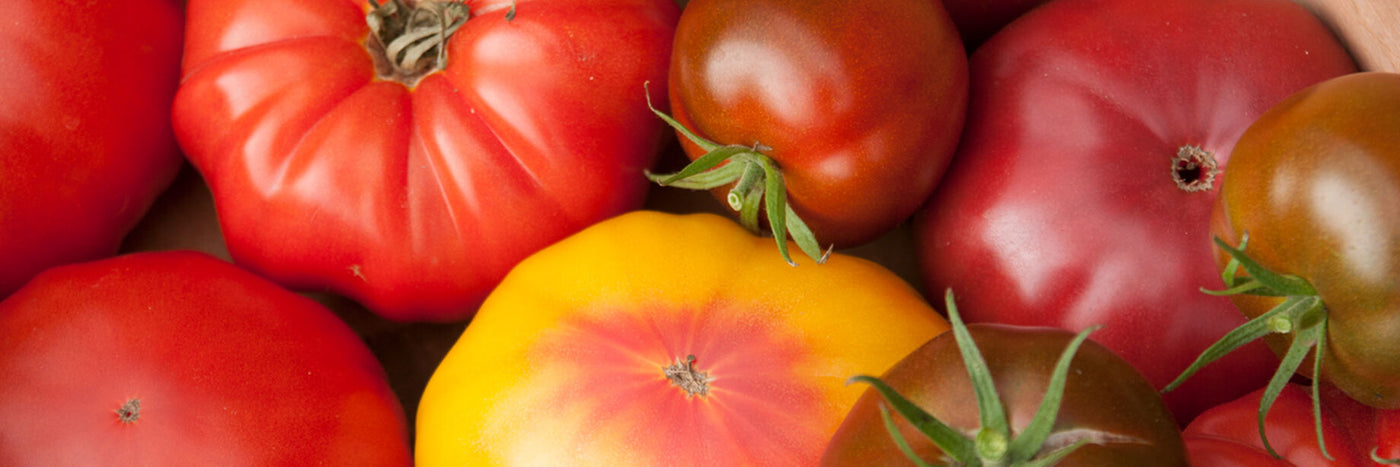 mong the largest tomatoes grown are those in the beefsteak class.  Meaty and juicy, beefsteak tomatoes are a favorite for slicing to use in sandwiches and on burgers.&nbsp;   The best flavor comes from vine-ripened beefsteaks,