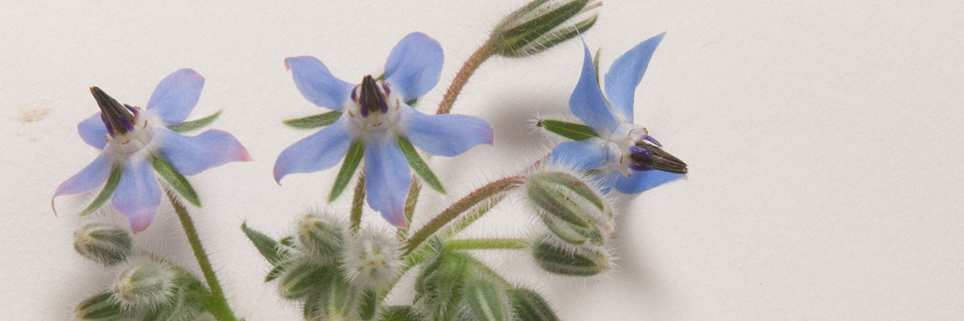 Large plants bear hundreds of small, edible flowers with a mild cucumber flavor that is excellent in salads and as garnish. Long harvest period. Medicinal: Seeds are a rich source of gamma-linolenic acid.