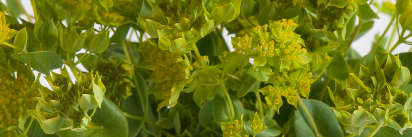 A graceful bouquet filler with small blooms atop long, wiry stems. Bupleurum also makes a unique dried flower and provides visual interest at the backs of flower beds