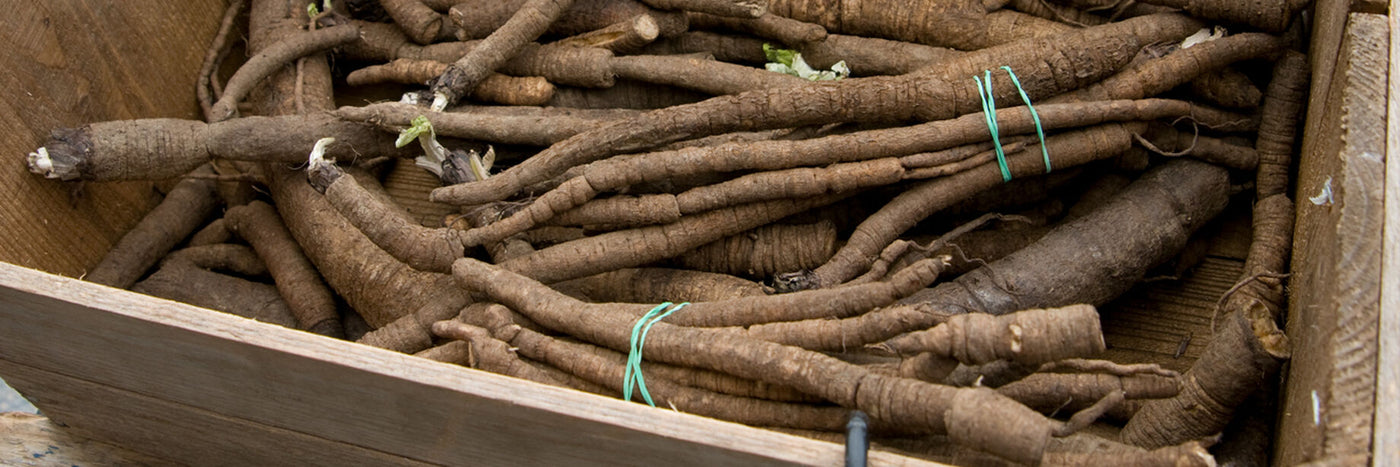 Sow burdock seeds and cultivate the root for its sweet, mildly pungent flavor.  Burdock is high in nutritional value; and curative medicinal properties.  Among the hardiest of root vegetables