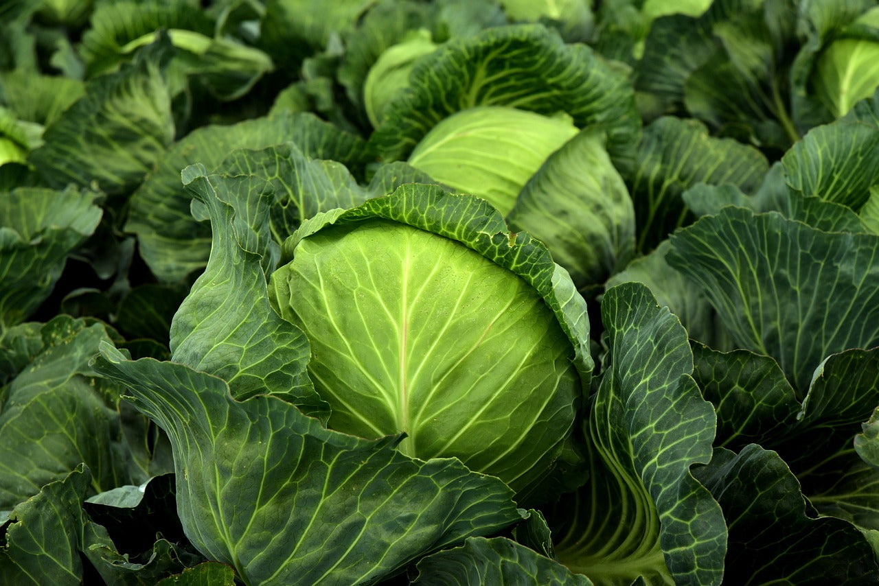 Plant Cabbage