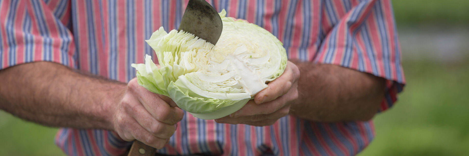 Cabbage Seeds – David's Garden Seeds®