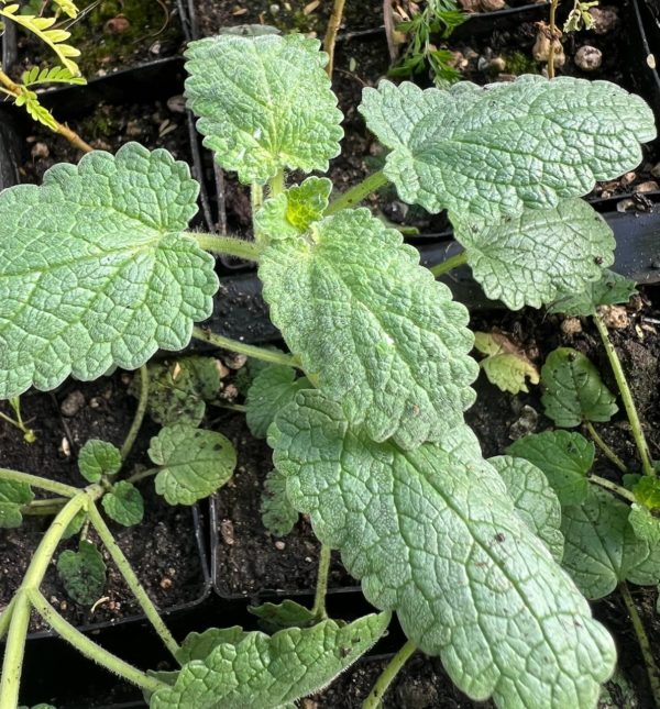 Evergreen or herbaceous perennial native to the Iberian Peninsula, the island of Sicily and NW Africa.  Flowers deep violet in dense, 8-inch spikes to a plant height of 30 inches