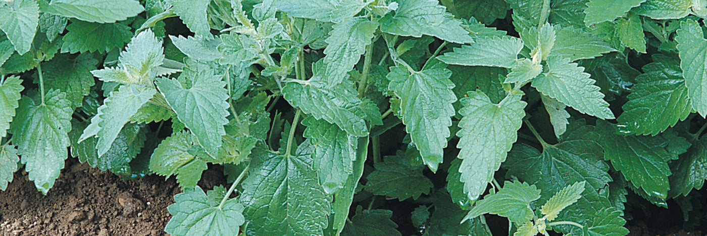 Vigorous, high-yielding plants.  Cat-attracting perennial with gray-green leaves and white flowers.  Markets for catnip include cat toy crafters, herbal tea companies, and retail plant sales. 