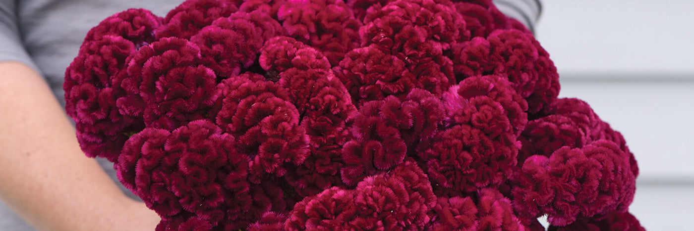 Celosia is a heat-tolerant flower known for producing vibrant, velvety blooms with three primary forms.